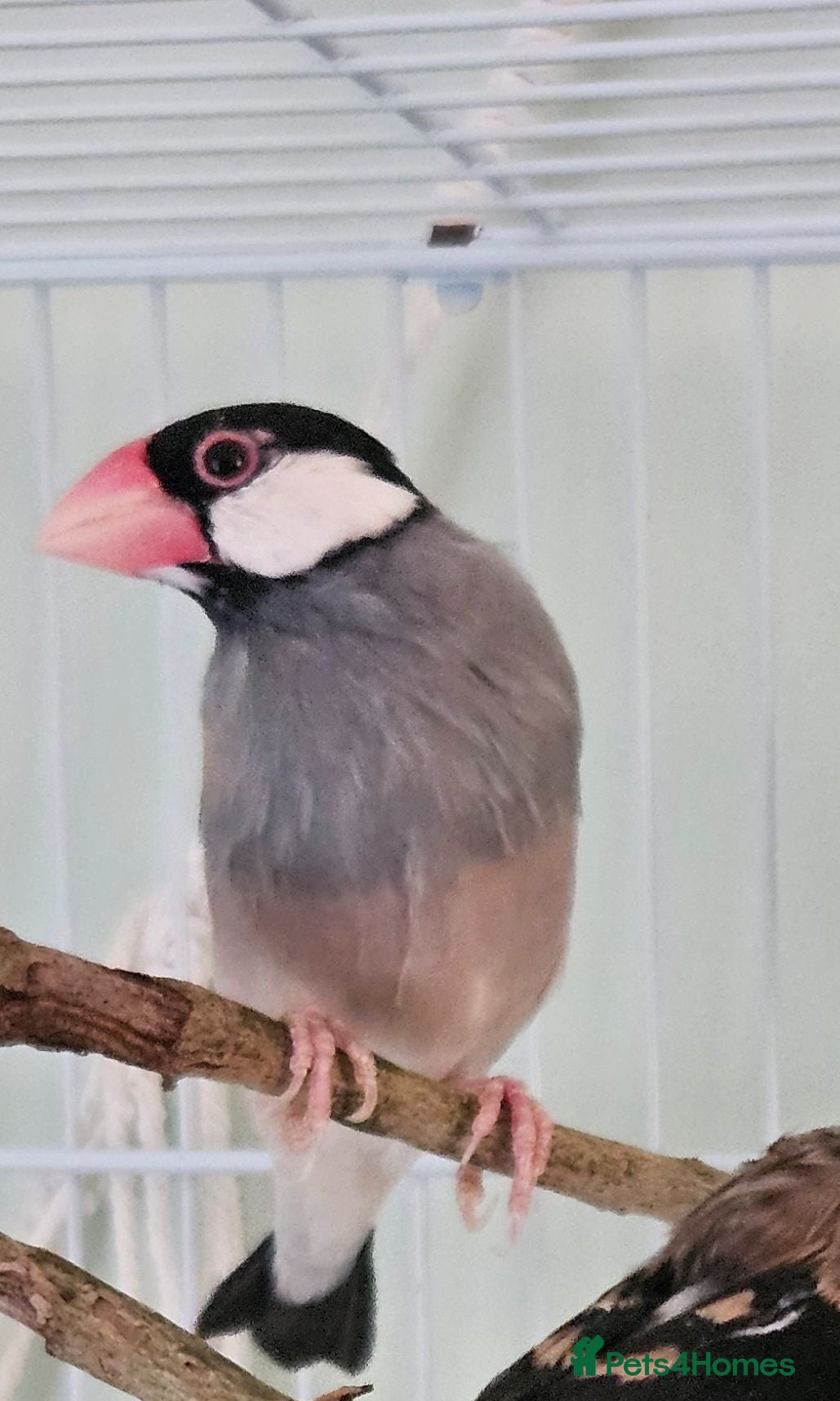 Finches birds  java sparrows - Advert 2