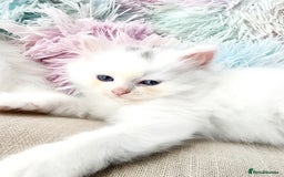 Siberian cats for sale: Siberian kittens are looking for a forever home🌹 - Image 9