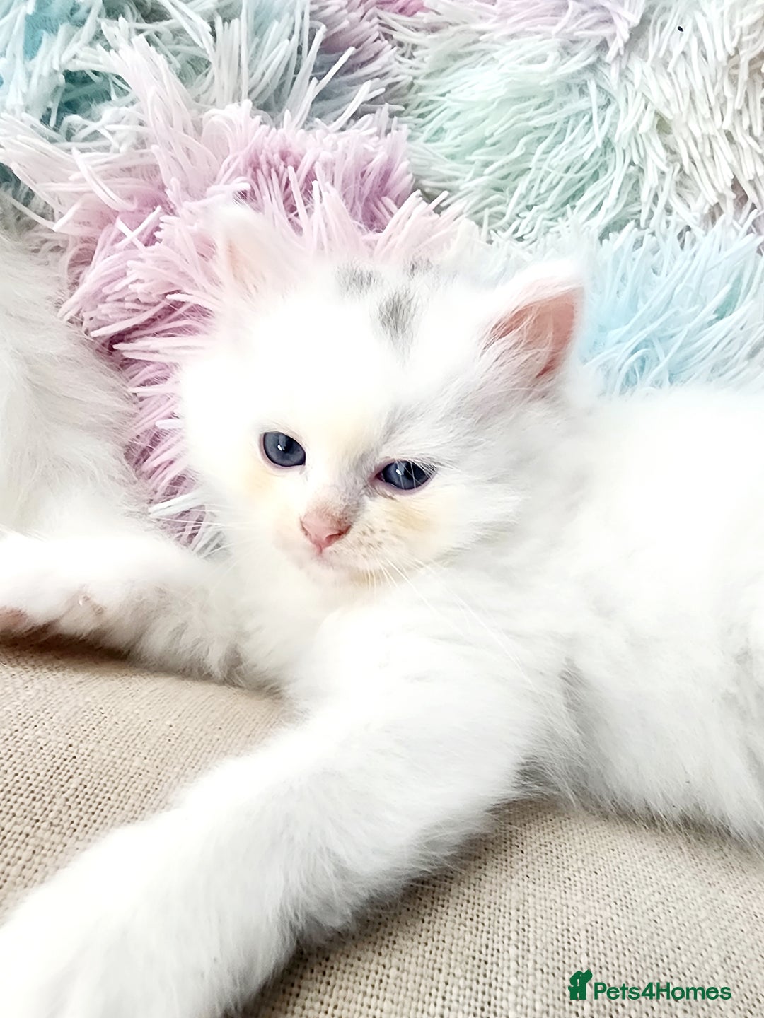 Siberian cats for sale: Siberian kittens are looking for a forever home🌹 - Image 9