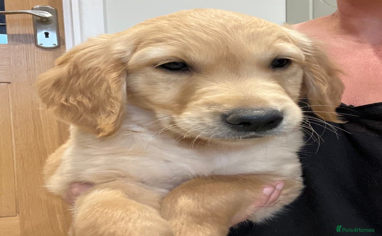 Golden Retriever dogs - Advert 10