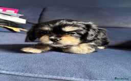 Mixed Breed dogs for sale: Fluffy Lhasa X Puppies – Family Raised! - Image 23