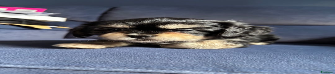 Jet