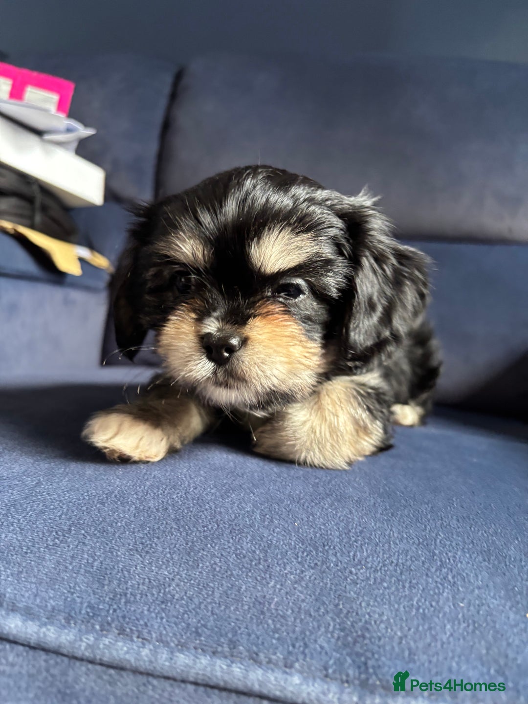 Mixed Breed dogs for sale: Fluffy Lhasa X Puppies – Family Raised! - Image 23