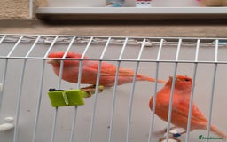 Canaries birds for sale: Beautiful red factor canaries  - Image 4