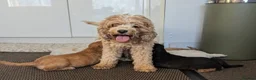 Cockapoo dogs for sale: 💫Show type f1b cockapoo💫 - Advert 30
