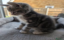 Domestic Shorthair cats for sale: Super stunning kittens - Image 16