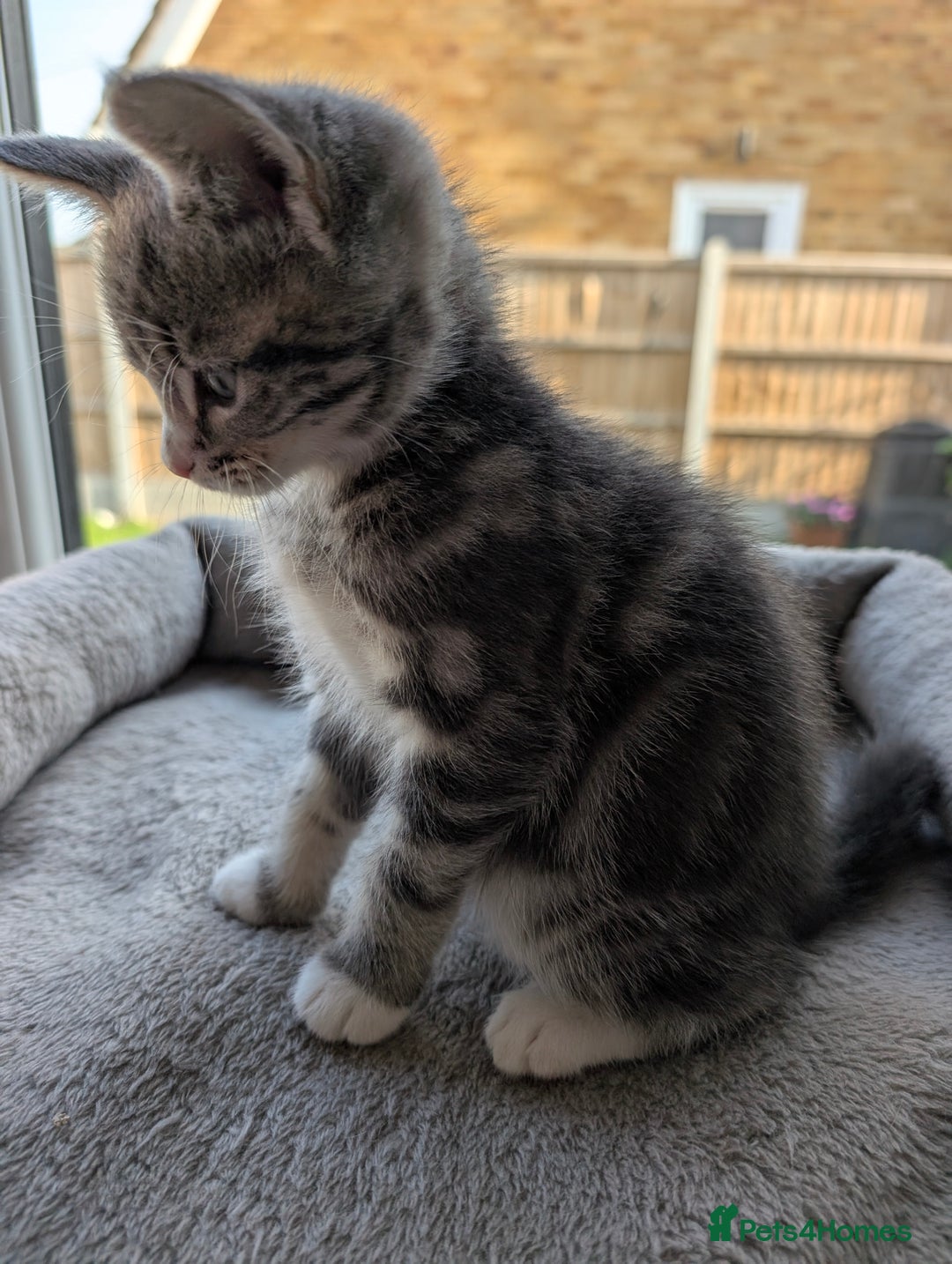Domestic Shorthair cats for sale: Super stunning kittens - Image 16