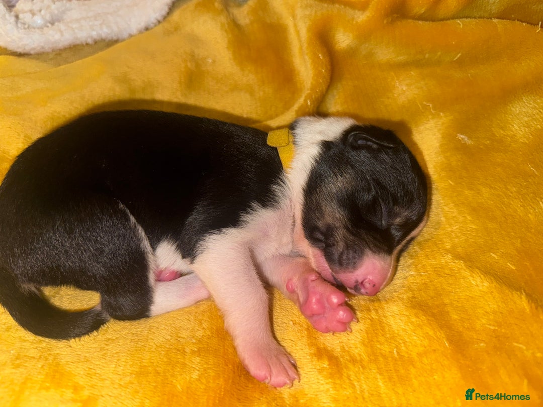 Border Collie dogs for sale: 7 beautiful border collie pups  - Advert 19