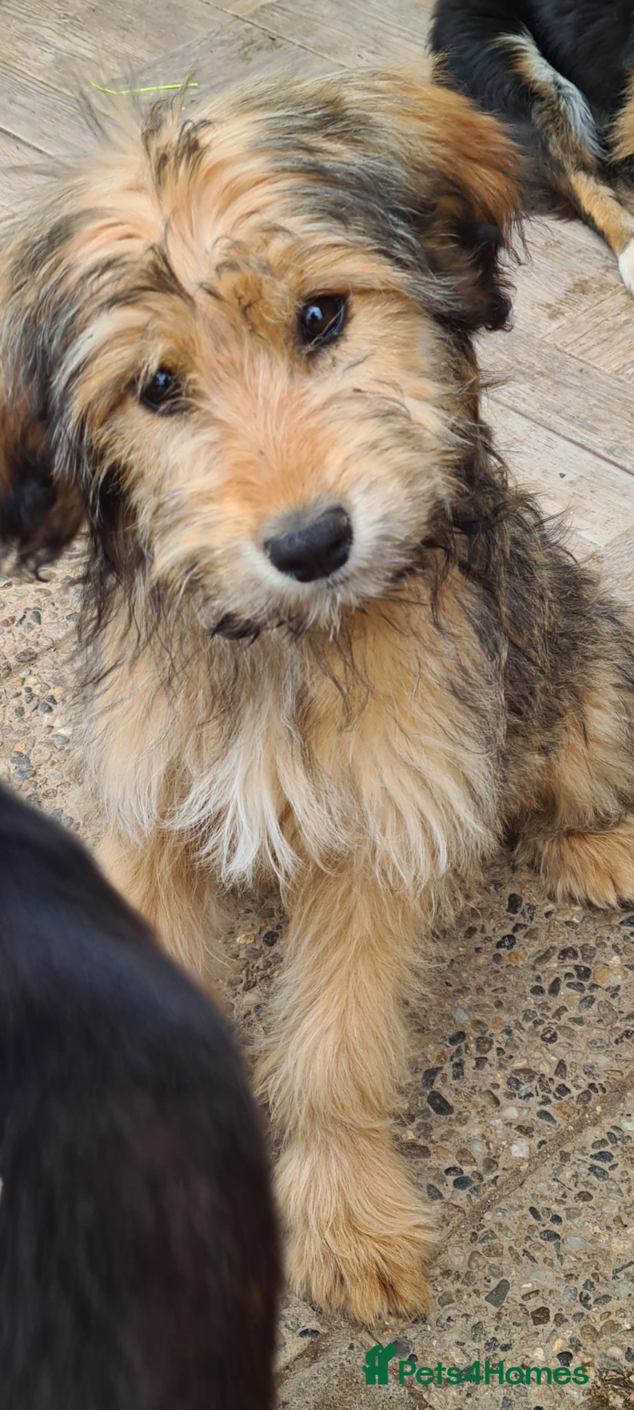 Mixed Breed dogs for adoption: Buttons.  female small breed - Advert 6