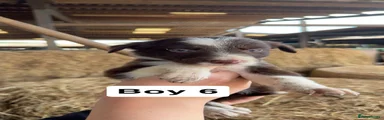 Border Collie 10