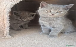 British Shorthair cats for sale: Two remaining British blue shorthair kittens  - Image 4