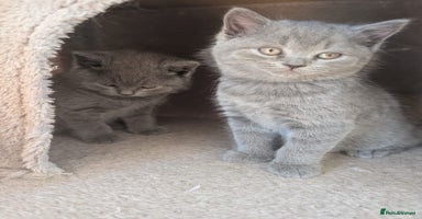 British Shorthair cats - Advert 12