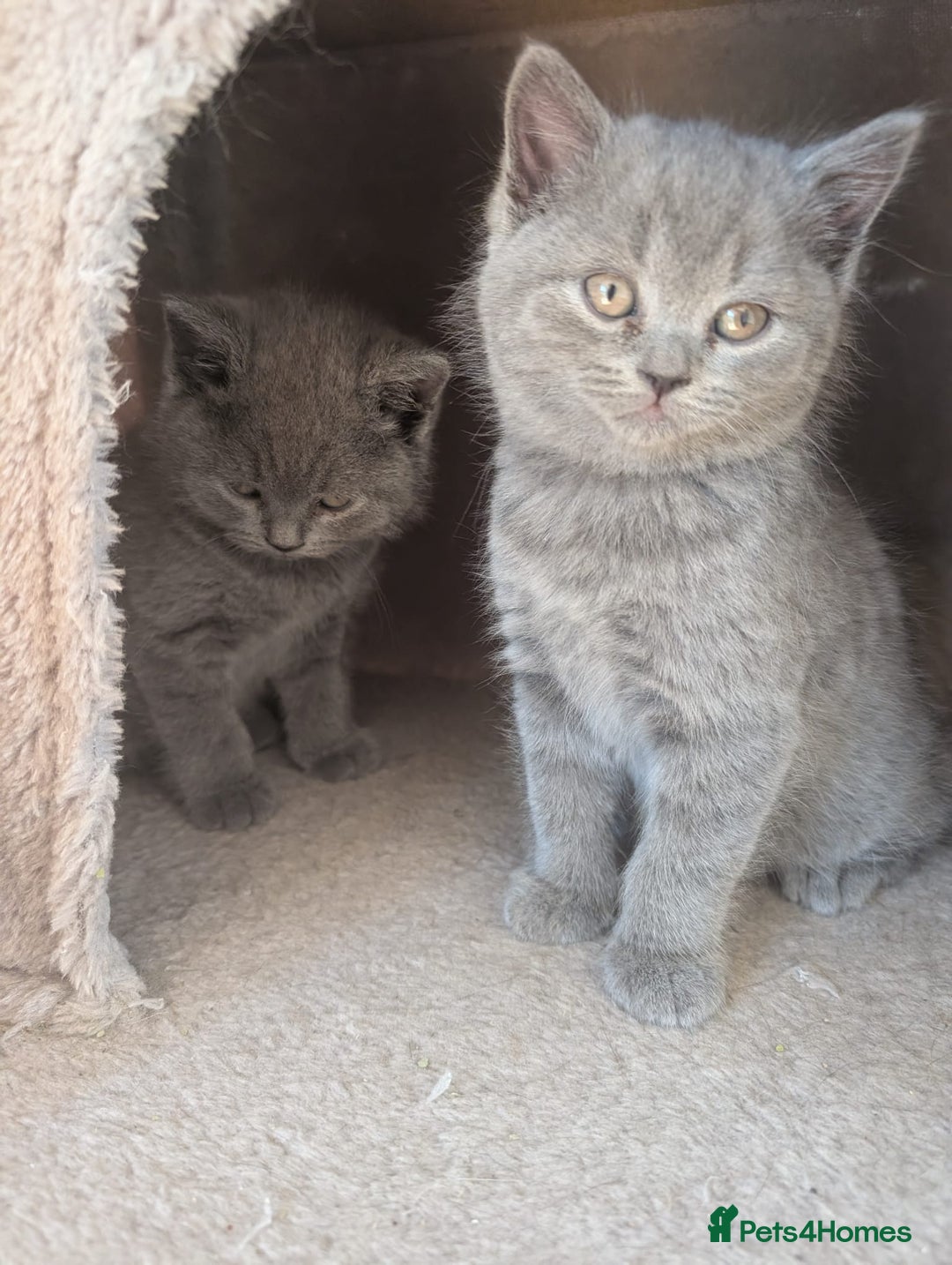 British Shorthair cats for sale: Two remaining British blue shorthair kittens  - Image 4