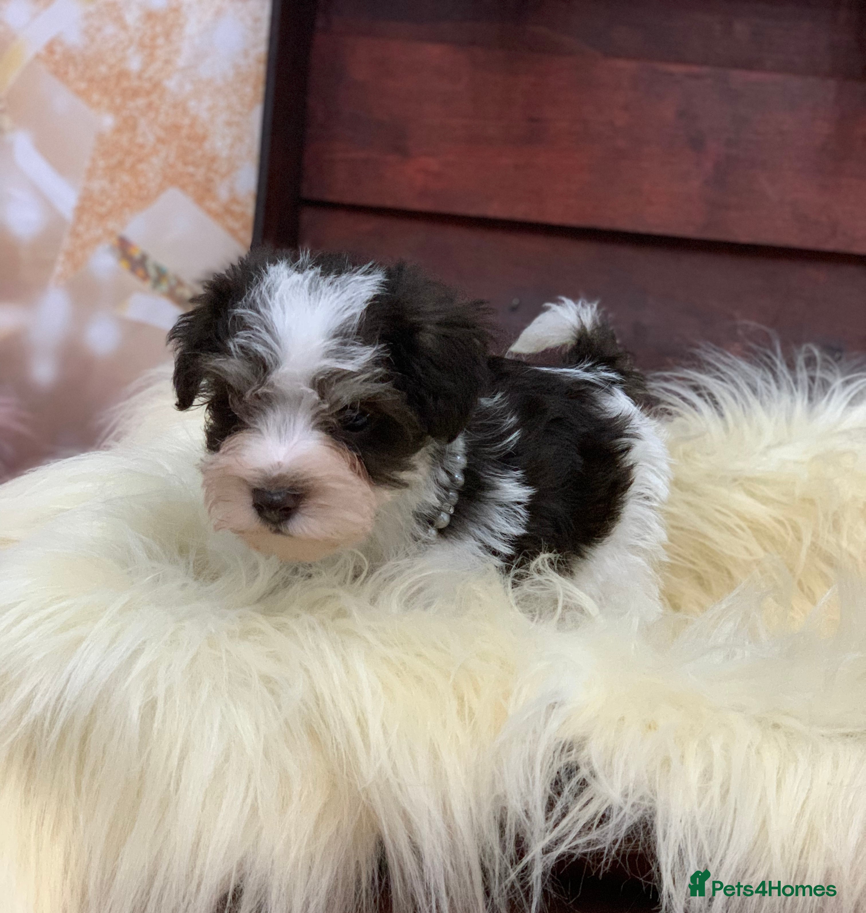 Miniature Schnauzer dogs 5* LICENSED - KC MINI (TOY) SCHNAUZER CHOCOLATE  - Advert 4