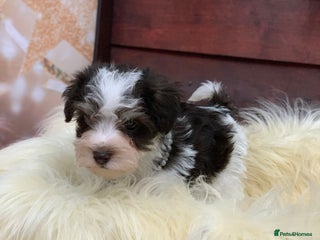 Miniature Schnauzer dogs 5* LICENSED - KC MINI (TOY) SCHNAUZER CHOCOLATE - Advert 4