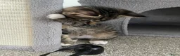 Mixed Breed cats for sale: Maine coon mix - Advert 3