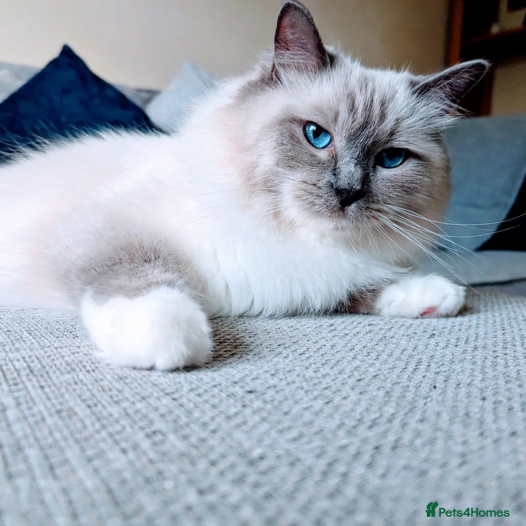 Ragdoll cats for sale: 🏆 🐾 Tica Registered EU Ragdoll Kittens 🐈 🏆 - Image 22