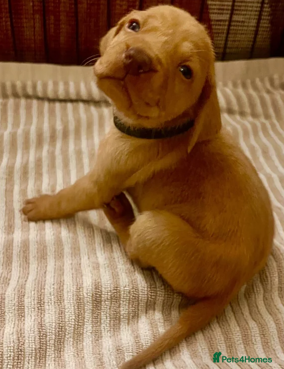 Hungarian Vizsla dogs Elegant Athletes, Loving Companions in London - Advert 1