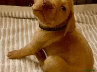 Hungarian Vizsla dogs Elegant Athletes, Loving Companions in London - Advert 1