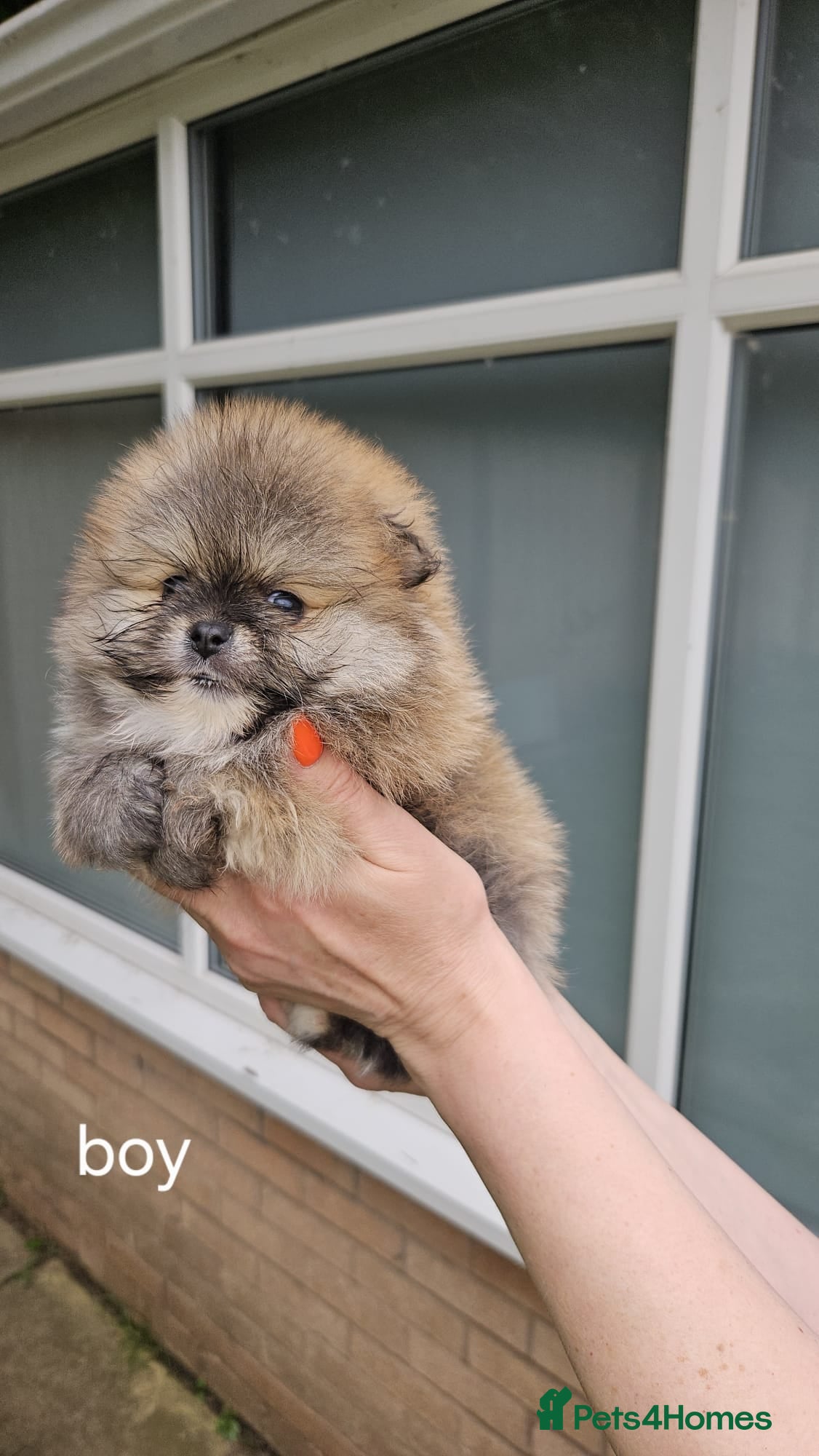 Pomeranian dogs Adorable Pomeranian Puppies for Sale  - Advert 2