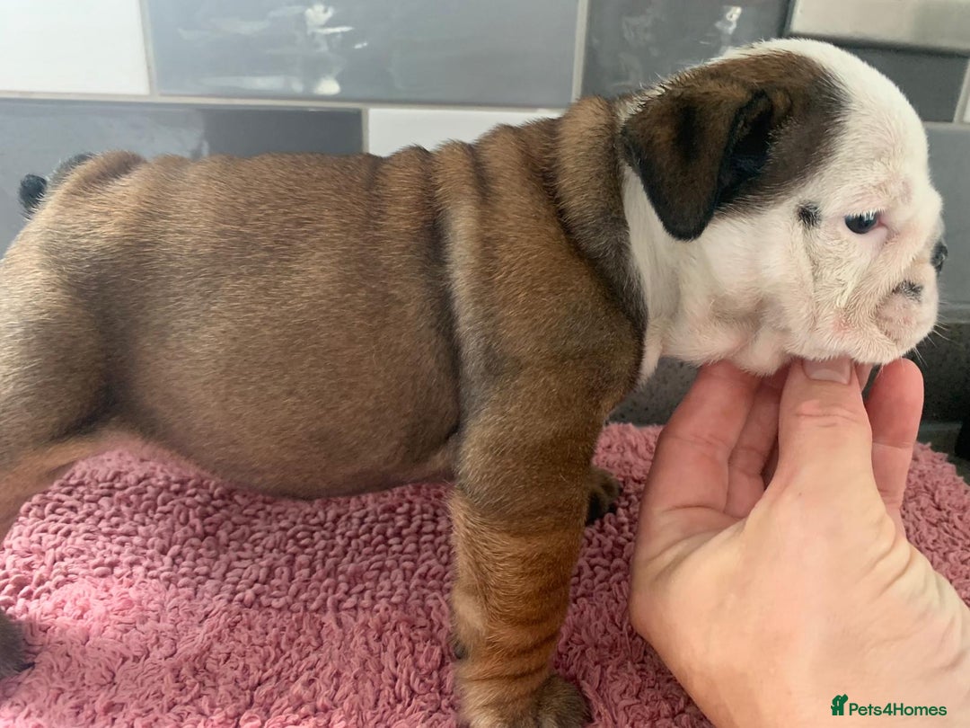 English Bulldog dogs for sale:  champion rosebull his royal highness puppies - Image 26