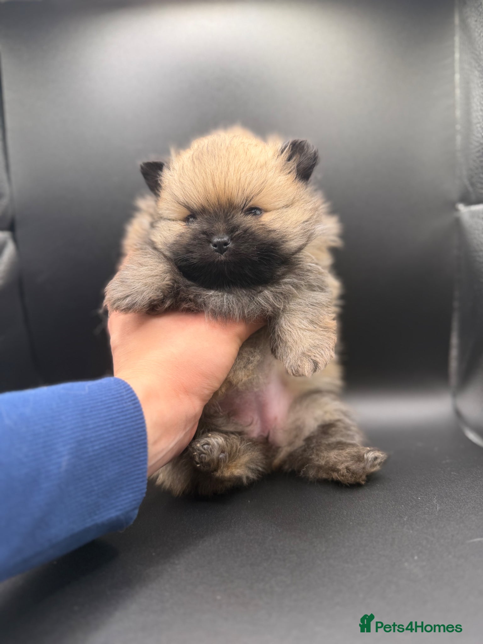 Pomeranian dogs Mini Pomeranian Puppies KCRegistered Milton Keynes - Advert 12