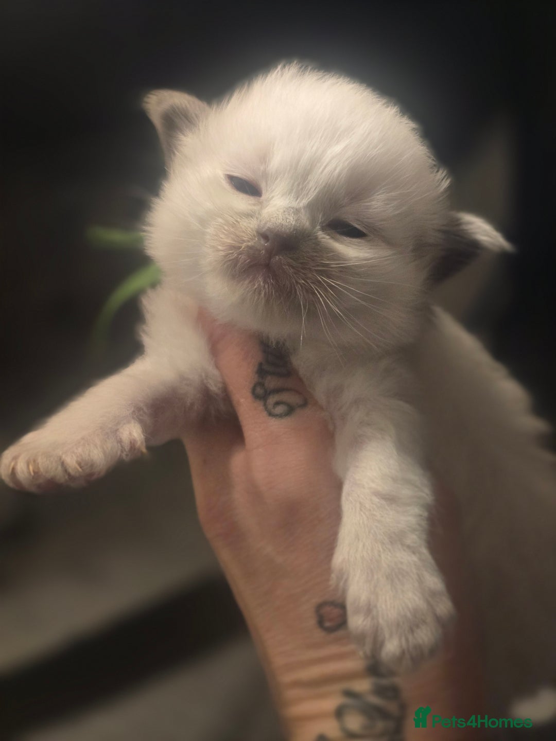 Ragdoll cats for sale: Precious GCOF Registered Ragdoll Kittens - 3 Boys - Advert 3