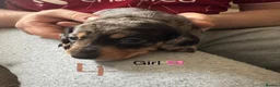 Miniature Dachshund dogs for sale: 7 stunning miniature dachshunds (sausage dog) in Warrington - Advert 6
