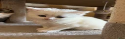 Turkish Angora cats for sale: Turkish Angora Kittens - Ready to Reserve🐾🍼🐱 - Advert 2