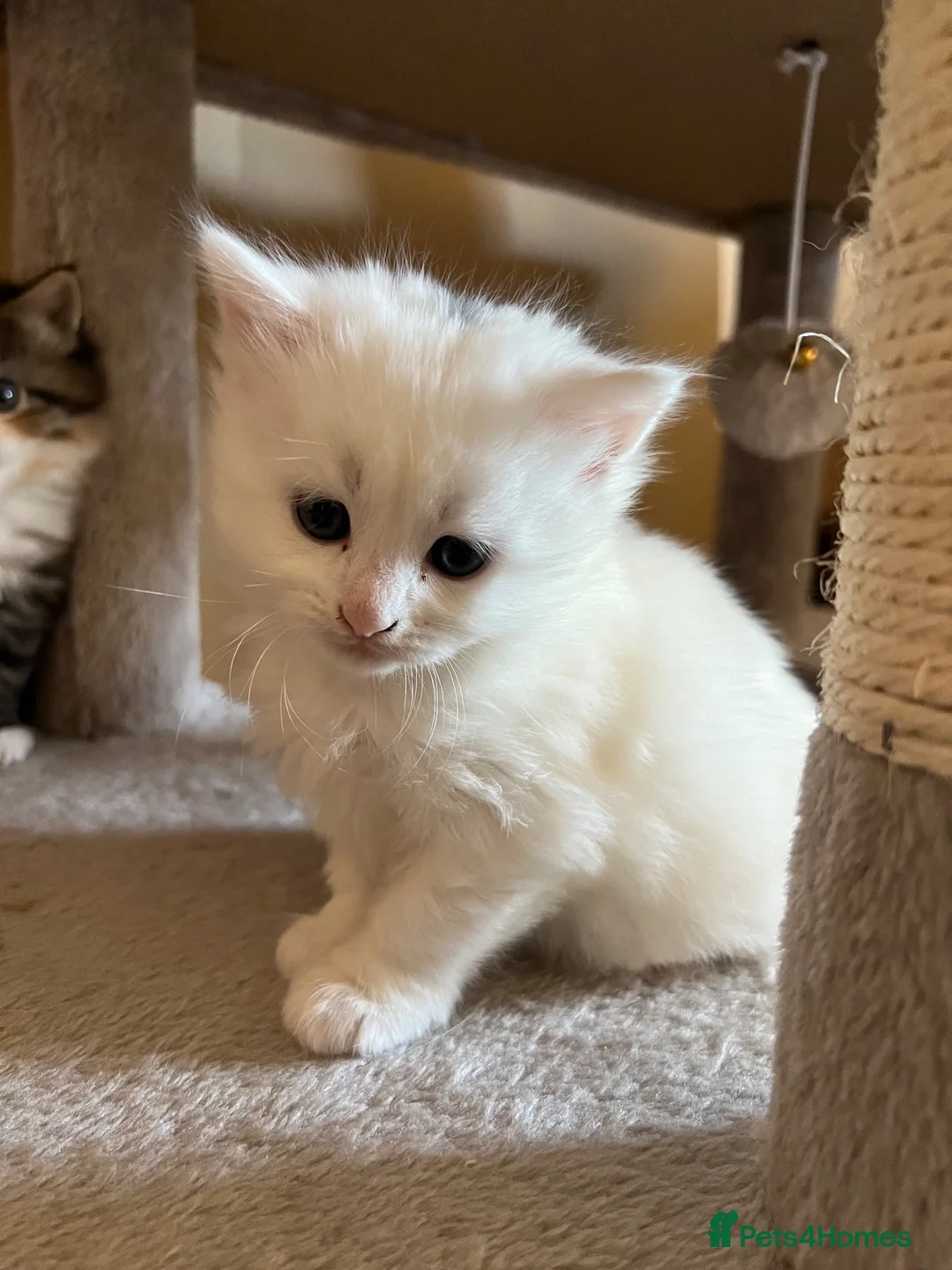 Turkish Angora cats for sale: Turkish Angora Kittens - Ready to Reserve🐾🍼🐱 - Advert 2