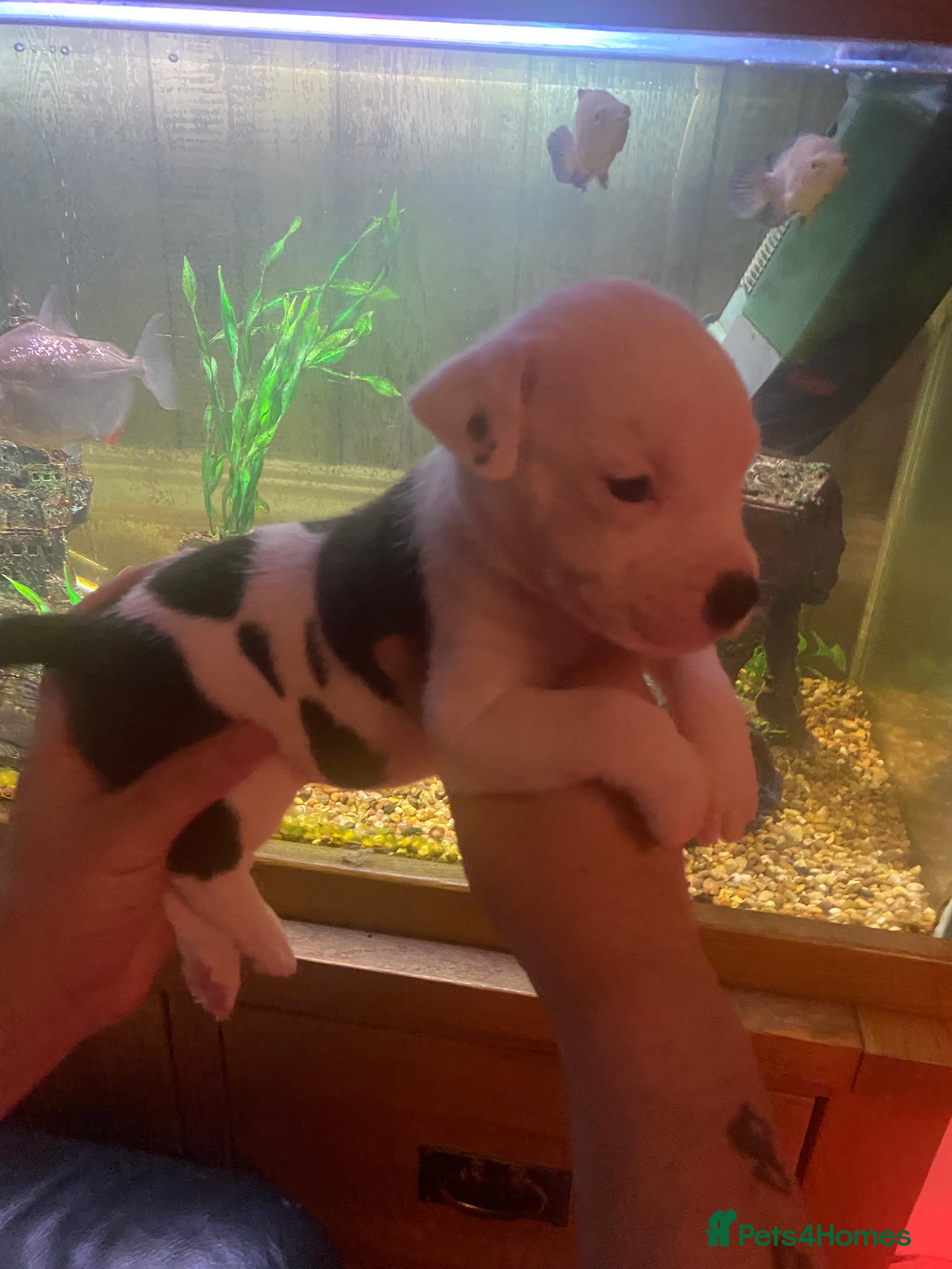 Staffordshire Bull Terrier dogs Beautiful litter  - Advert 1