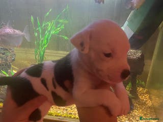 Staffordshire Bull Terrier dogs Beautiful litter - Advert 1