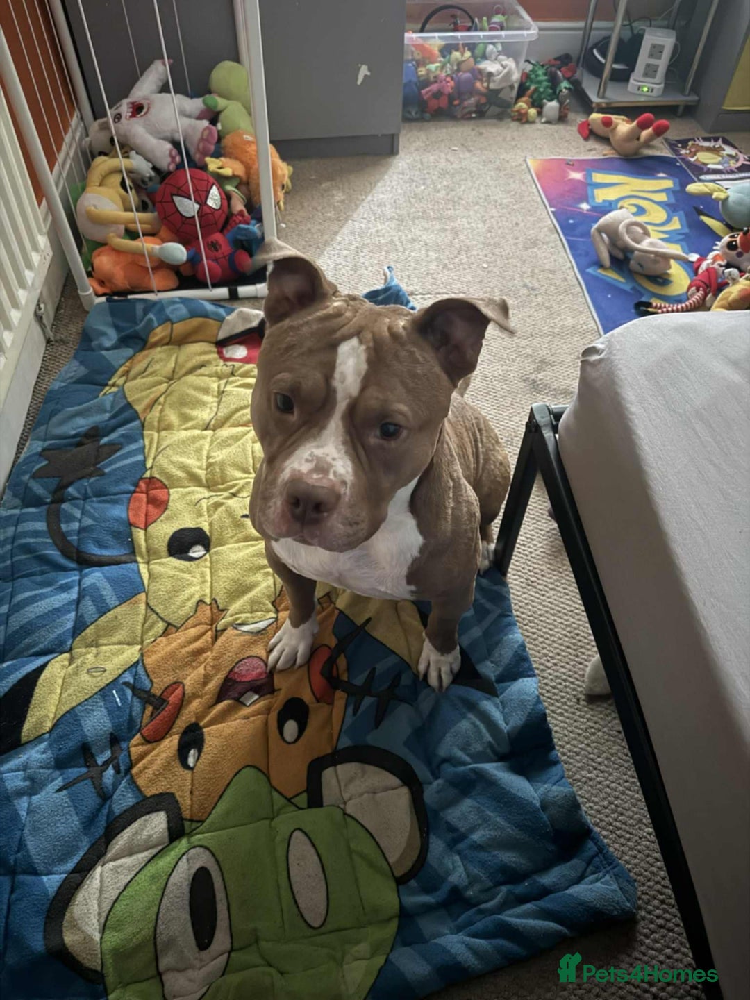 American Bull Staffy dogs for sale: Free to good home American pocket bully - Image 3