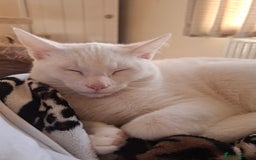 Devon Rex cats for sale: Luna  - Image 2
