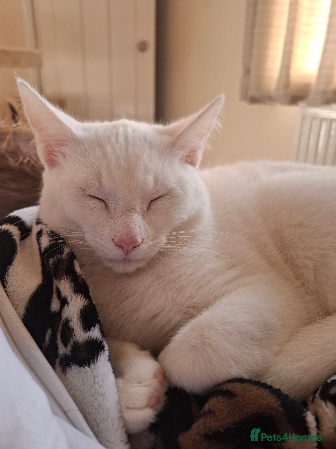 Devon Rex cats for sale: Luna  - Image 2