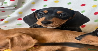 Miniature Dachshund dogs - Advert 8
