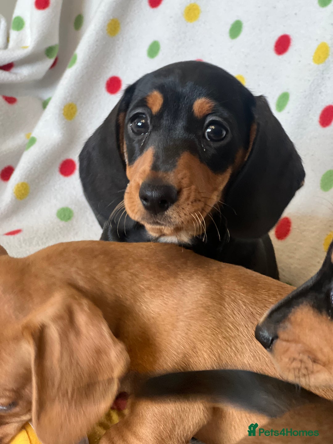 Miniature Dachshund dogs for sale: Miniature dachshund puppies - Image 2