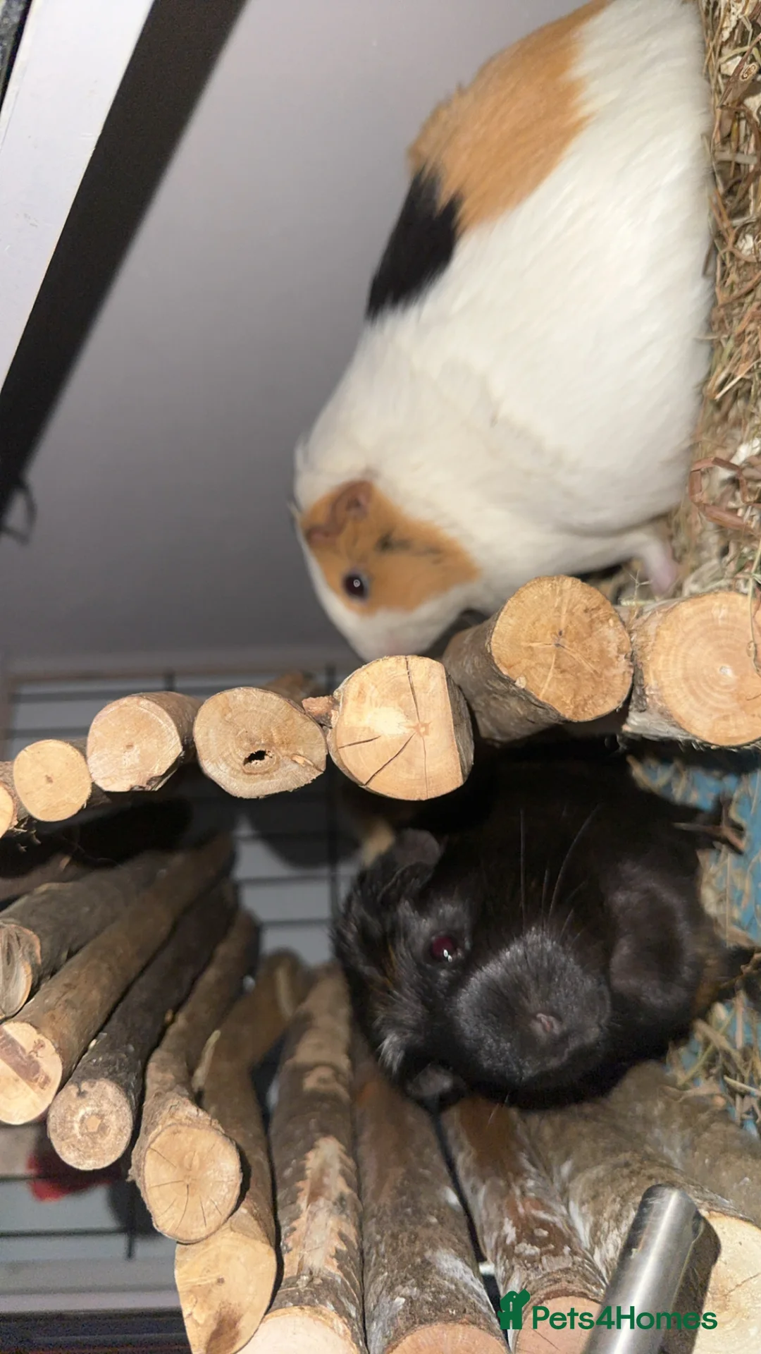 Guinea Pig rodents for sale: 3 guniea pigs including hut  in Liverpool - Advert 1