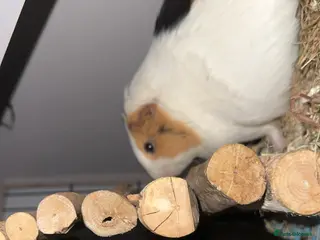 Guinea Pig rodents 3 guniea pigs including hut - Advert 12