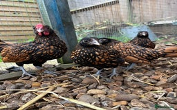 Chickens poultry for sale: Gold Sebrights  - Image 2