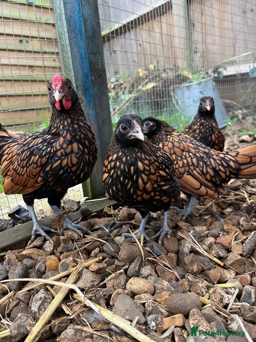 Chickens poultry for sale: Gold Sebrights  - Image 2