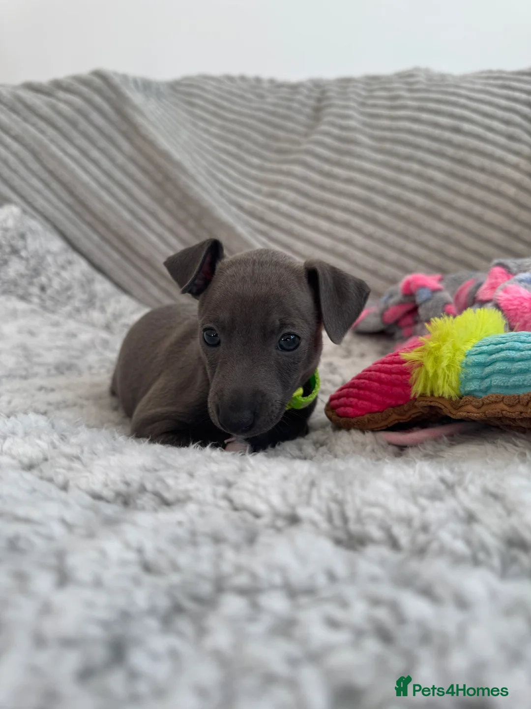 Italian Greyhound dogs for sale: KC registered blue Italian greyhounds for sale - Advert 8