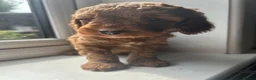 Double Doodle dogs for sale: Gorgeous Australian double doodle puppies - Advert 17