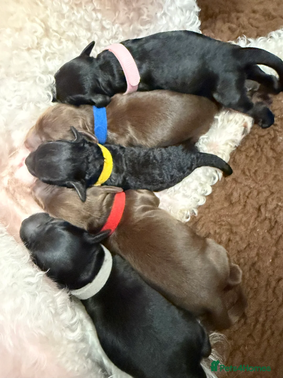 Cockapoo dogs for sale: F2b Cockapoo Puppies Health‑Tested Pedigree Lines - Advert 2