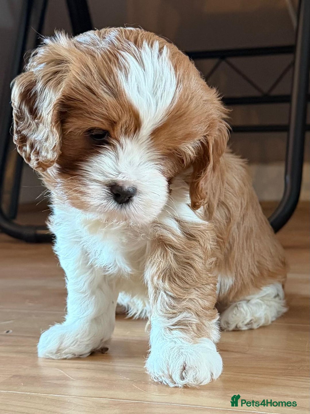 Cavapoo dogs for sale: Cavapoo boys from health tested parents  - Advert 5