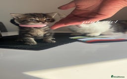 Mixed Breed cats for sale: beautiful, fluffy, tabby litter of 6 kittens - Image 8