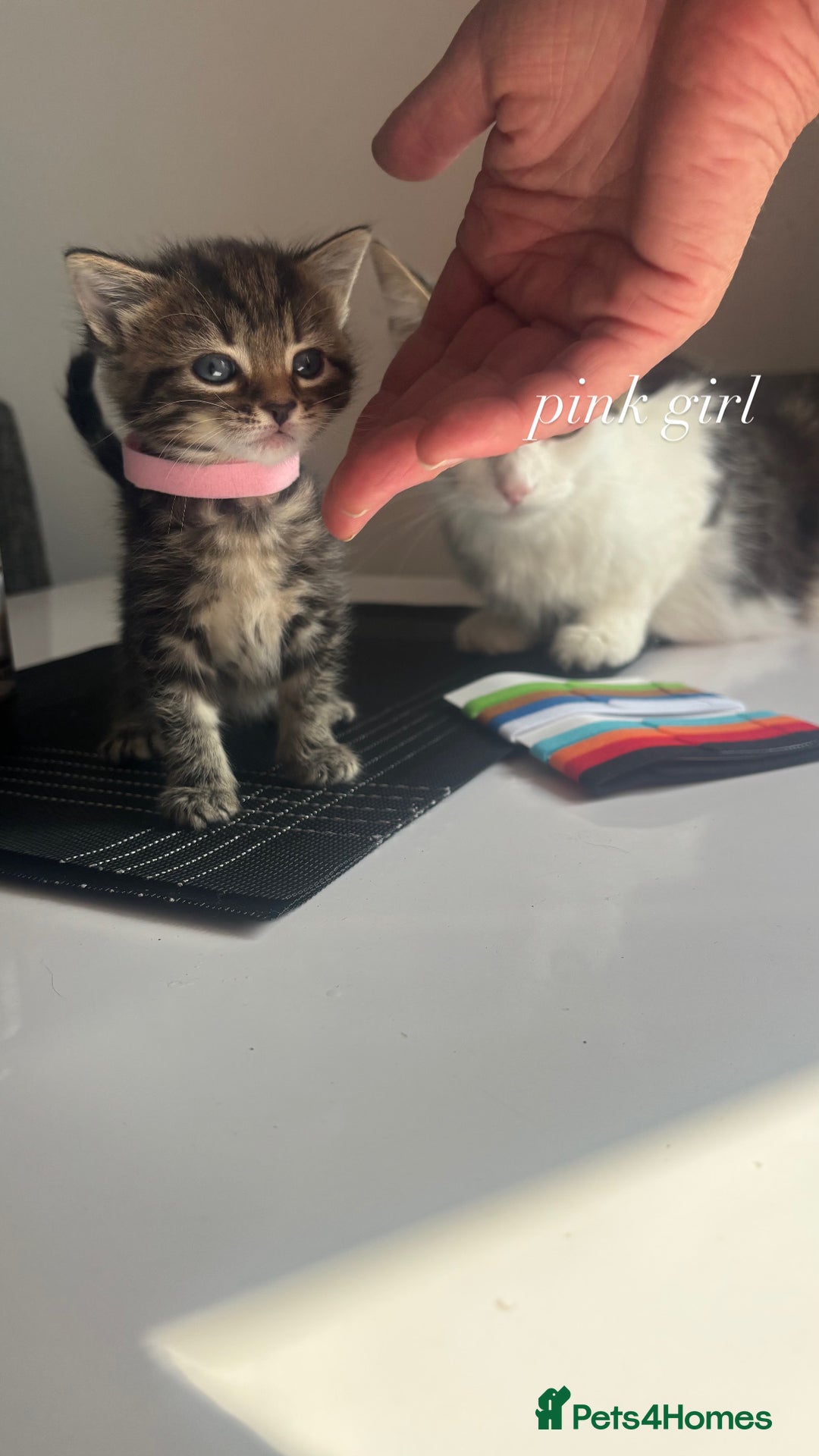 Mixed Breed cats for sale: beautiful, fluffy, tabby litter of 6 kittens - Image 8