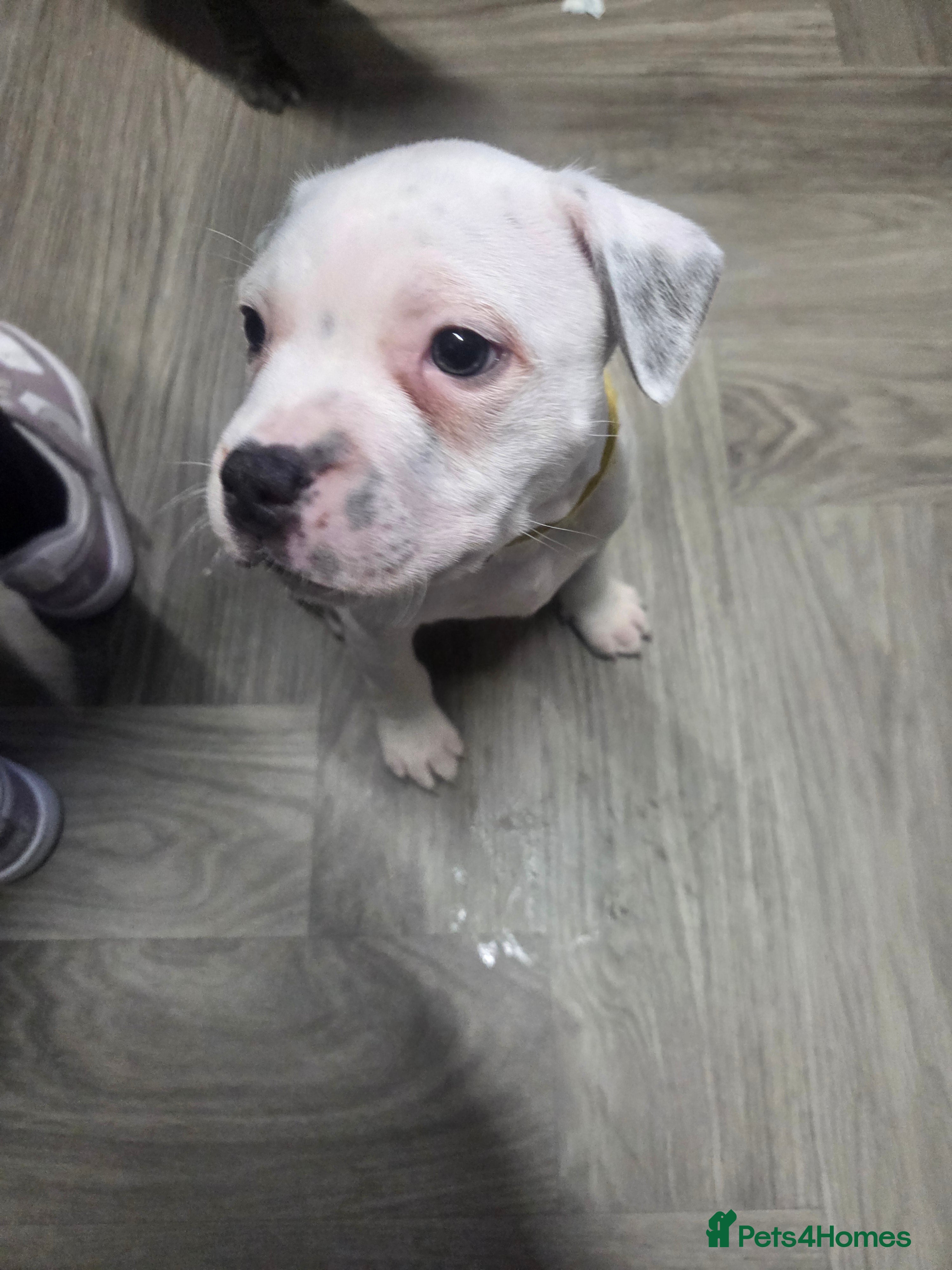 Staffordshire Bull Terrier dogs BLUE STAFFORDSHIRE BULL TERRIER! - Advert 10