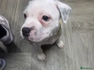 Staffordshire Bull Terrier dogs BLUE STAFFORDSHIRE BULL TERRIER! - Advert 10