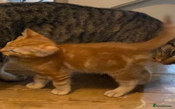 Mixed Breed cats for sale: Friendly kittens ginger boy and  torty girl - Image 13
